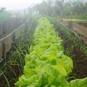 irrigation water conditioning