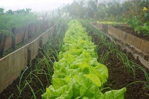 irrigation water conditioning irrigation water conditioning